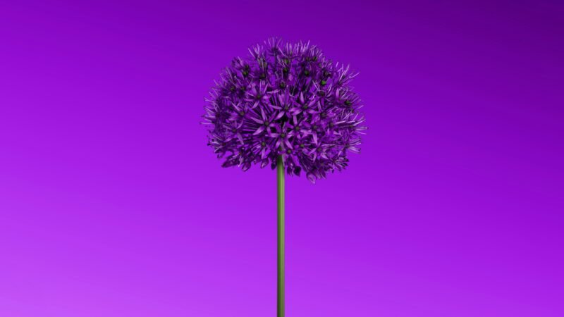 Allium Floating on Purple Gradient wallpaper 4K