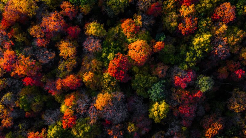 Autumn Canopy From Above wallpaper 4K