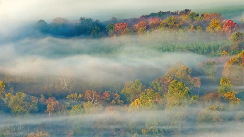 Autumn Forest Dissolving Into Mist wallpaper 4K