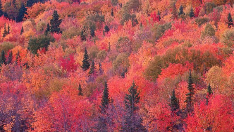 Autumn Forest Seen From Above wallpaper 4K