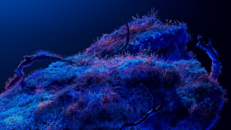Bioluminescent Cosmos Glowing Deep Blue wallpaper 4K