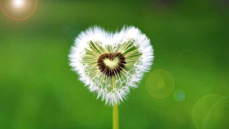 Dandelion Heart Caught in Sunlight wallpaper 4K
