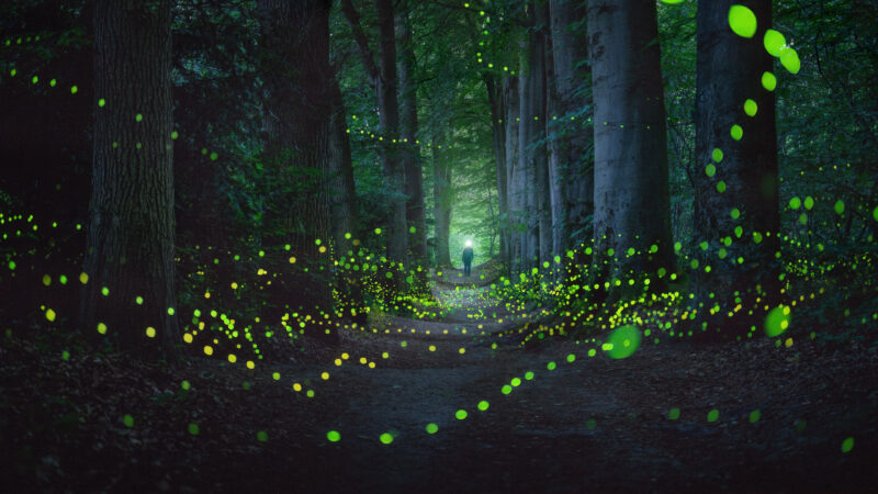 Firefly Forest Path Desktop | Enchanted Woodland Scene wallpaper 4K