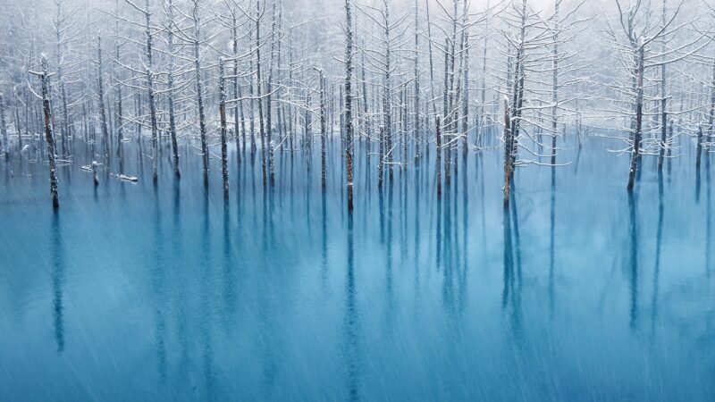 Frozen Trees Reflected in Blue wallpaper 4K