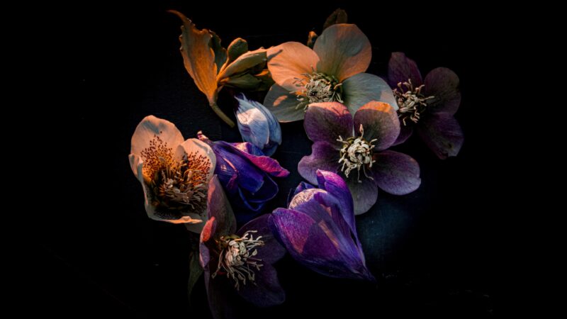 Hellebore Blooms Against Pure Black wallpaper 4K