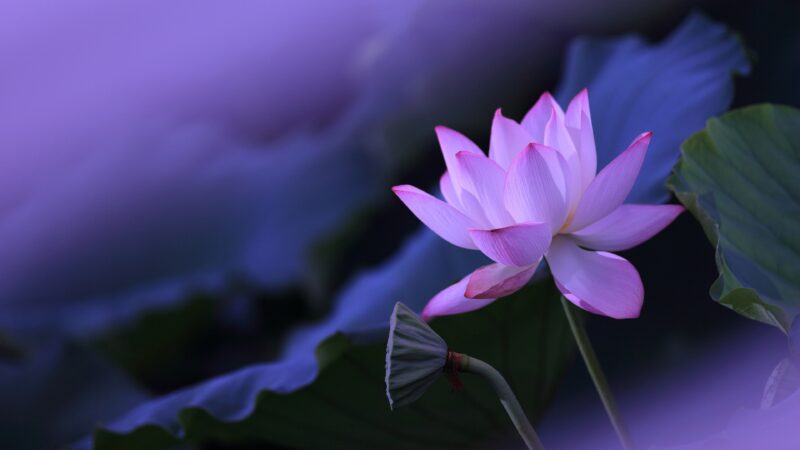 Lotus Drifting on Still Water wallpaper 4K