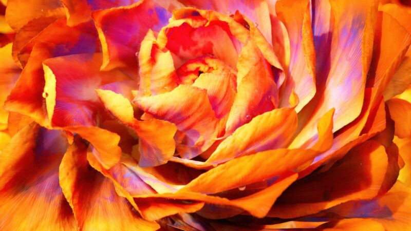 Peony Macro in Warm Orange wallpaper 4K
