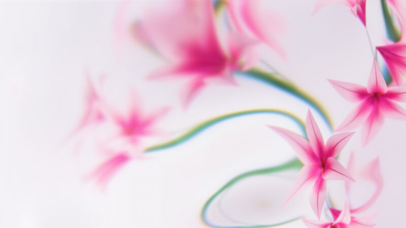 Pink Floral Reverie Soft Focus wallpaper 4K