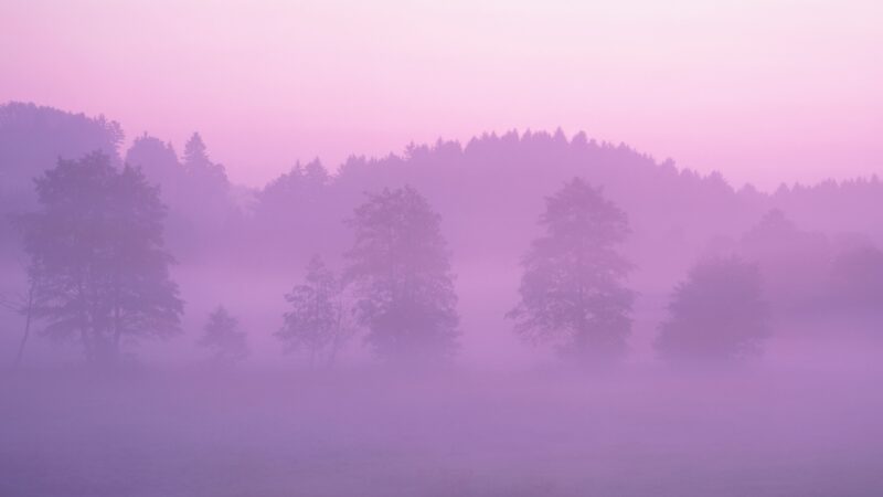 Pink Mist Drifting Through Forest wallpaper 4K
