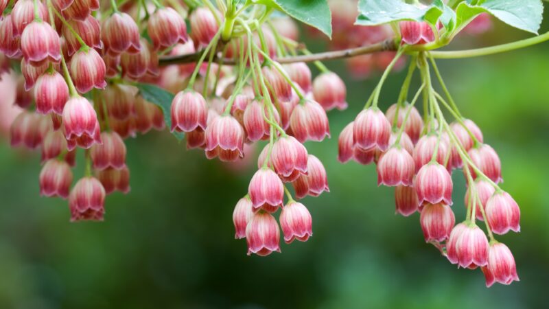 Red Bells Mac OS X Stock wallpaper 4K