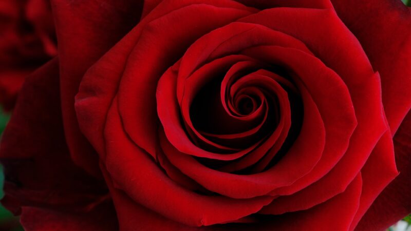 Red Rose Spiral Macro Study wallpaper 4K