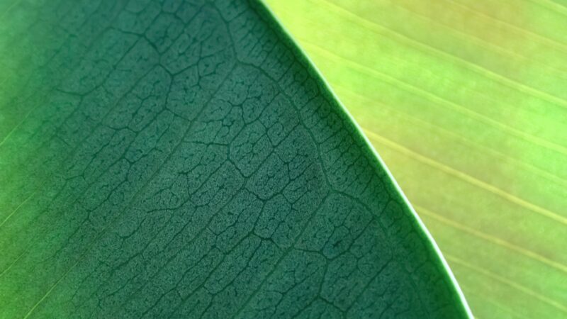 Single Green Leaf in Detail wallpaper 4K