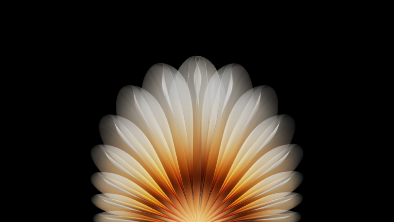 Symmetrical Bloom in Deep Black wallpaper 4K