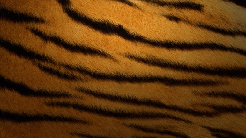 Tiger Stripes Macro | Wild Feline Desktop wallpaper 4K