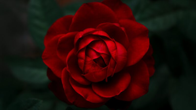 Velvet Red Rose Petals Up Close wallpaper 4K