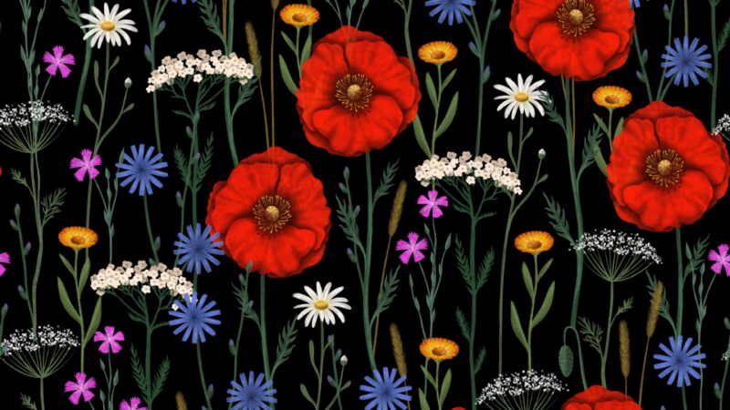 Wild Poppies on Dark Ground wallpaper 4K