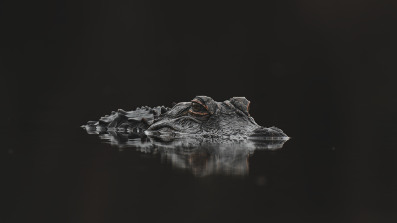 Dark Crocodile Head in Water 4K Desktop Wallpaper wallpaper 4K