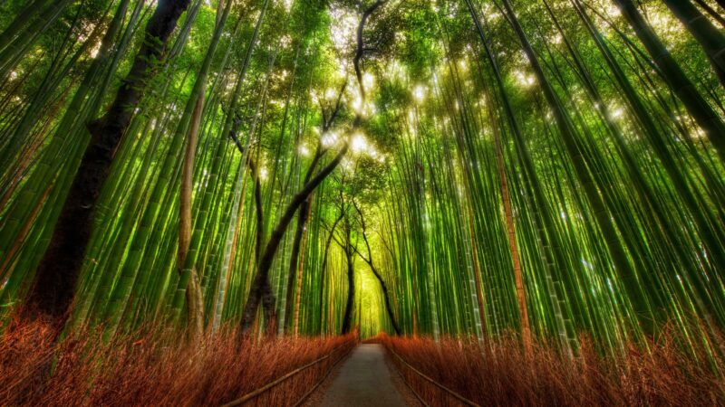 Arashiyama Bamboo Forest Path in Kyoto wallpaper 4K