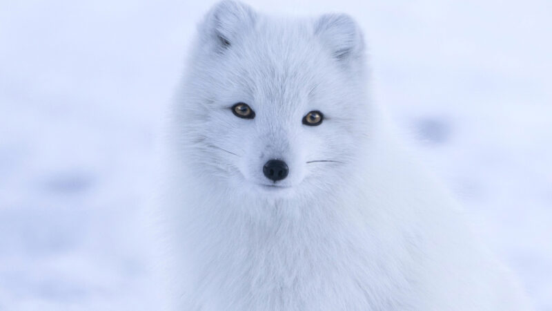 Arctic Fox in Snow | Winter Wildlife iPhone wallpaper 4K