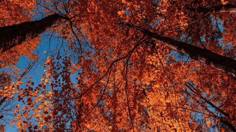 Autumn Forest Canopy Low-Angle iPhone Wallpaper 4K wallpaper 4K