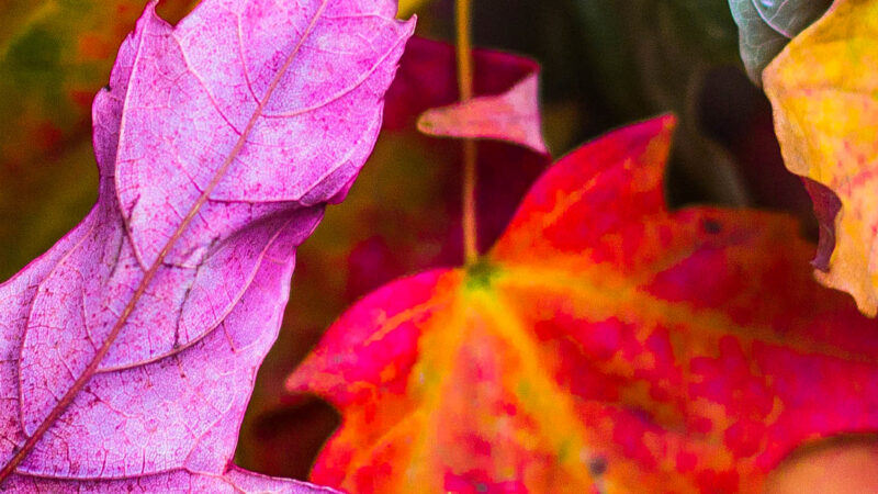 Autumn Leaves Close Up | iPhone Fall Colors wallpaper 4K