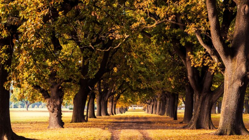 Autumn Tree-Lined Path Dappled Light iPhone Wallpaper 4K wallpaper 4K