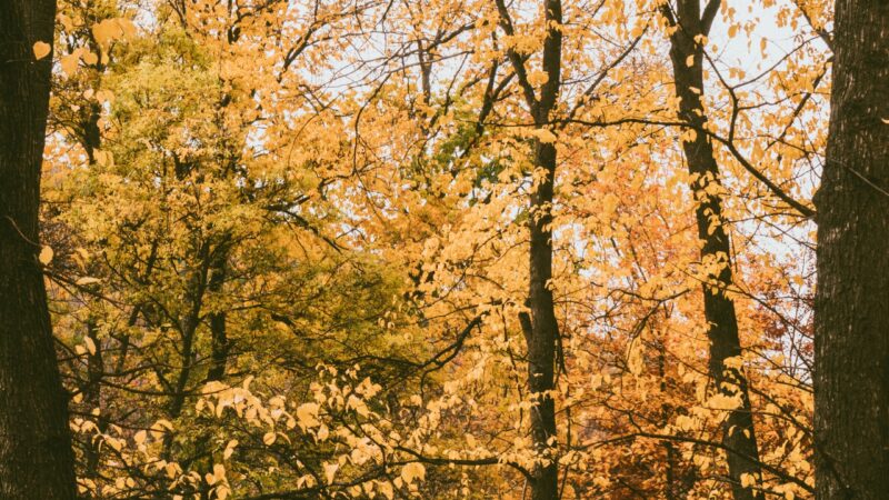 Autumn Trees Roadside | Golden Fall iPhone wallpaper 4K
