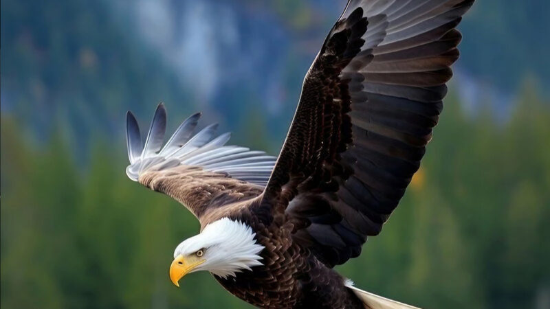 Bald Eagle Flight | Forest Majesty iPhone wallpaper 4K