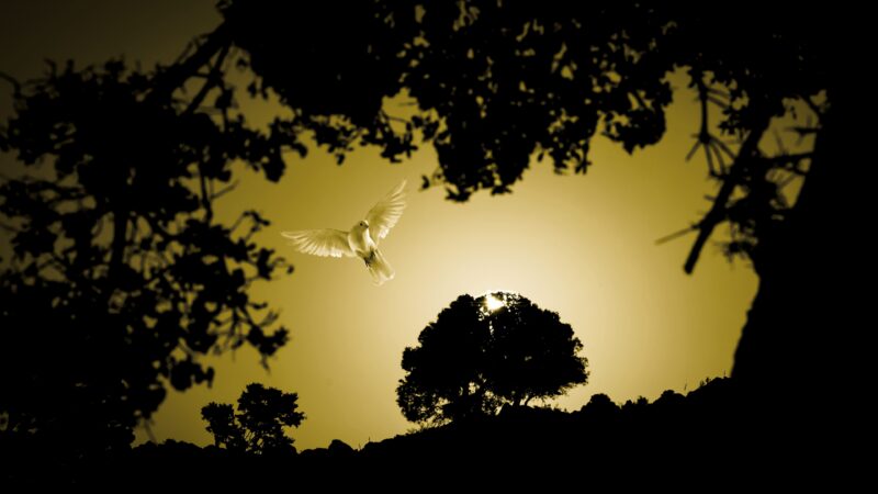 Bird Flight | Golden Hour Sky Desktop wallpaper 4K