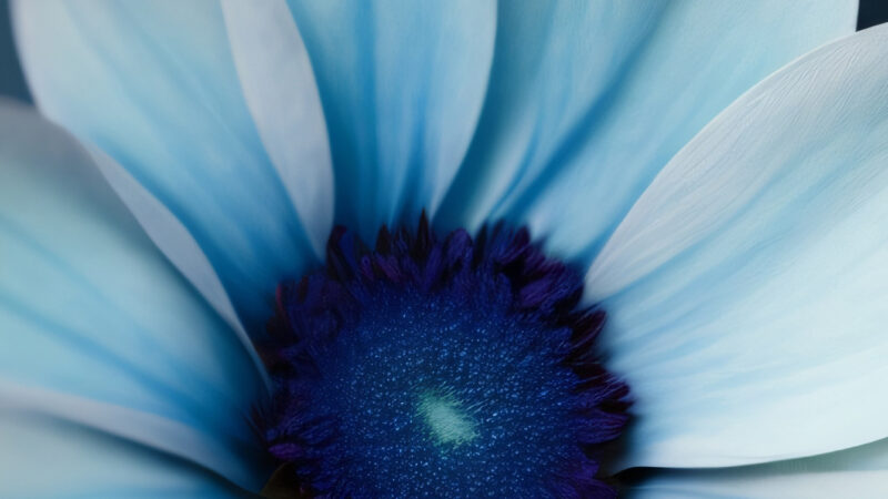 Blue Flower Close-up | iPhone Soft Petal Bloom wallpaper 4K