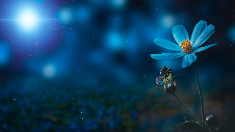 Blue Flower Night | Dreamy Sky Desktop wallpaper 4K