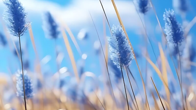 Blue Flower Field iPhone | Summer Meadow Bloom wallpaper 4K