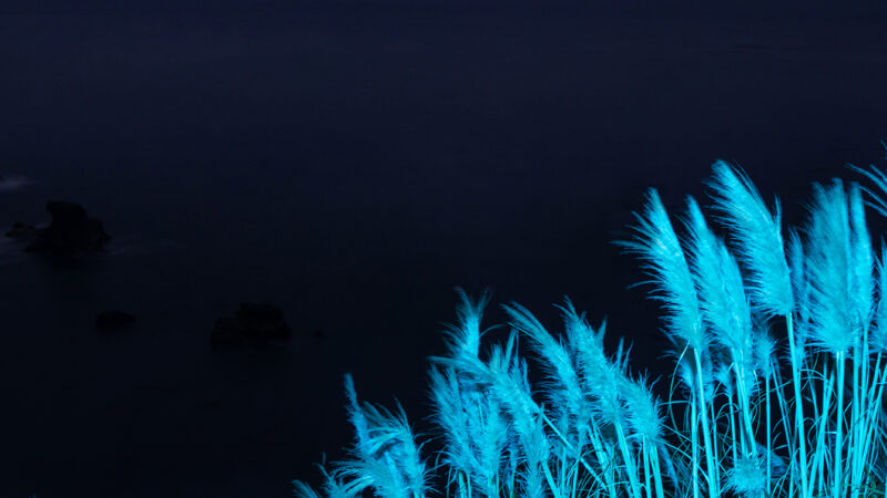 Coastal Blue Grass | iPhone Ocean Breeze wallpaper 4K