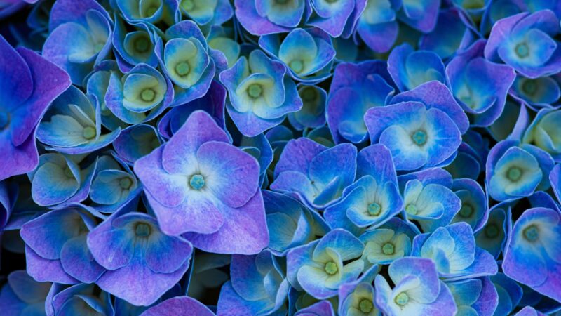 Blue Hydrangeas | Soft Floral Desktop wallpaper 4K