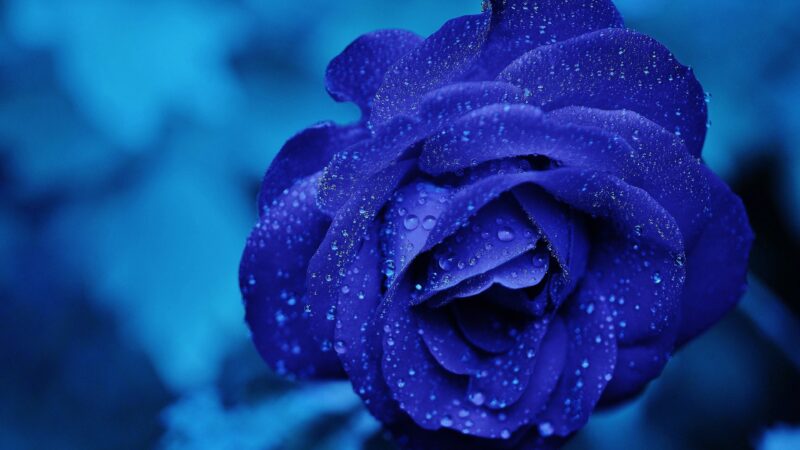 Blue Rose Macro | Delicate Water Droplets Desktop wallpaper 4K