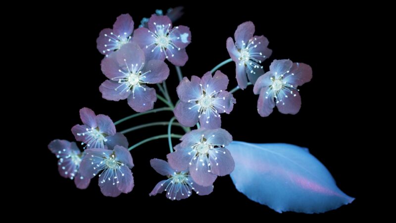 Cherry Blossom Petals | Serene Spring Desktop wallpaper 4K