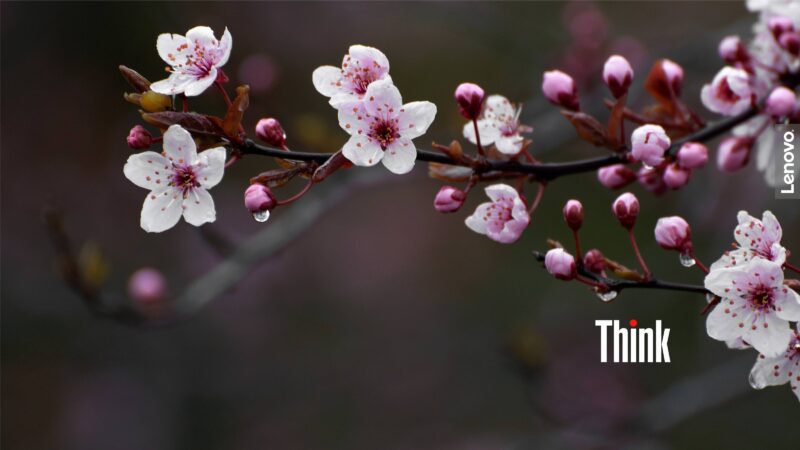 Cherry Blossoms | Delicate Spring Desktop wallpaper 4K
