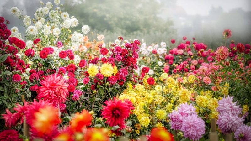Chrysanthemum Garden | Red White Yellow Blooms Desktop wallpaper 4K