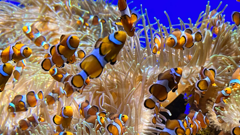 Clownfish & Anemone iPhone | Vibrant Ocean Life wallpaper 4K