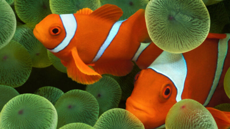 Clownfish & Coral iPhone | Ocean Reef Beauty wallpaper 4K