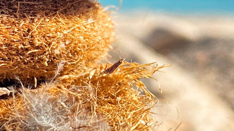 Beach Coir Logs iPhone | Sandy Horizon Views wallpaper 4K