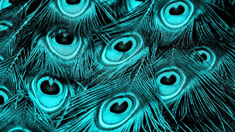 Cyan Peacock Feathers | Vibrant Bird Plumage Desktop wallpaper 4K