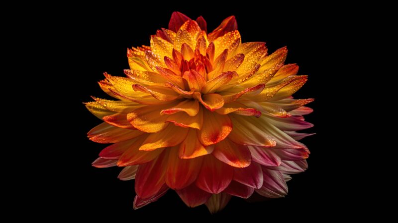 Dahlia Flower Close-Up | Orange & Yellow Desktop wallpaper 4K
