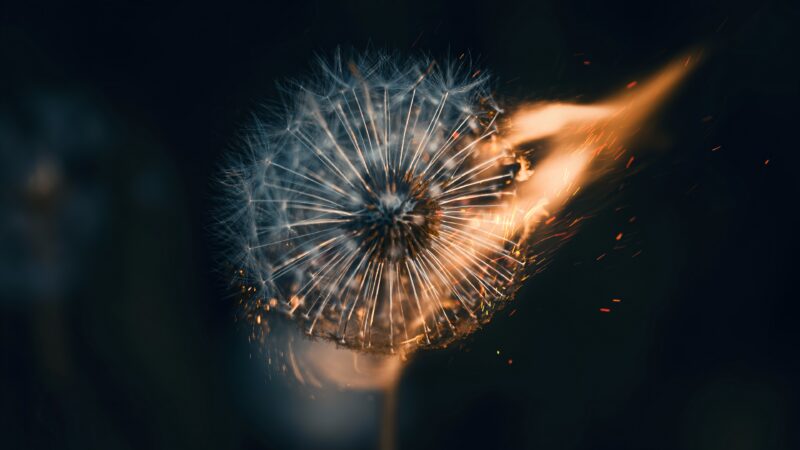 Dandelion Flames Desktop | Fiery Seed Dispersal wallpaper 4K