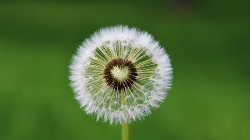 Dandelion Seed Head | Delicate Green Desktop wallpaper 4K