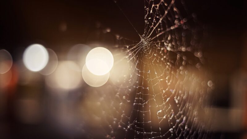Dew-Covered Spiderweb Night Bokeh City Lights Desktop Wallpape… wallpaper 4K