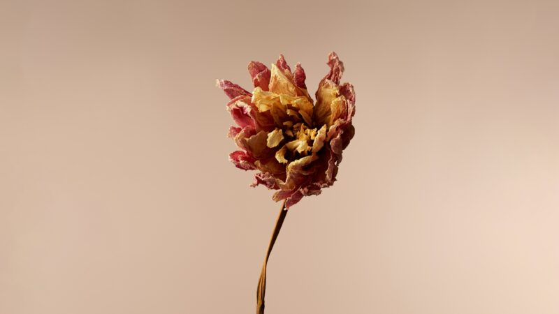 Dried Flower Stem Desktop | Rose Amber Tones wallpaper 4K