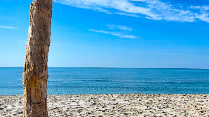 Driftwood Beach | Blue Sky iPhone Scene wallpaper 4K