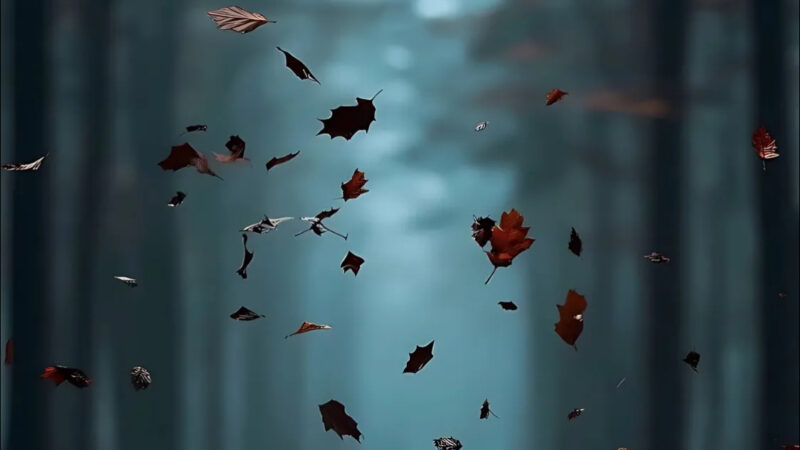Falling Forest Leaves iPhone | Autumn Woodland Scene wallpaper 4K