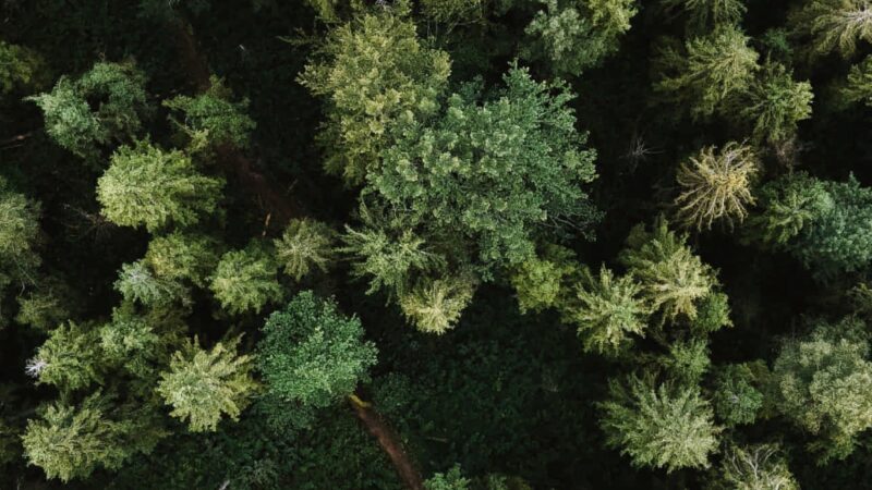 Forest Canopy View iPhone | Evergreen Aerial Scene wallpaper 4K
